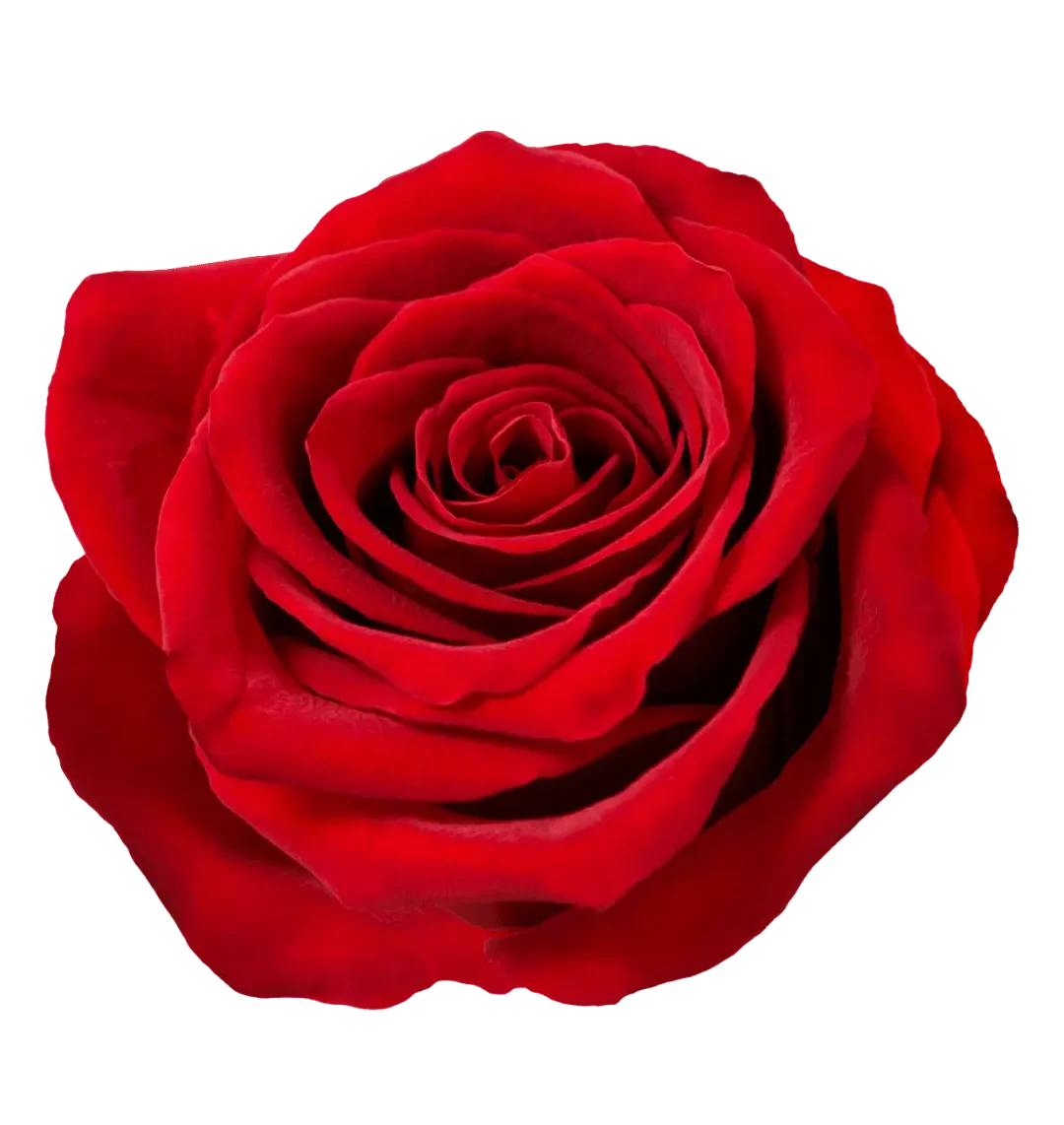 The SisterTribe community roos