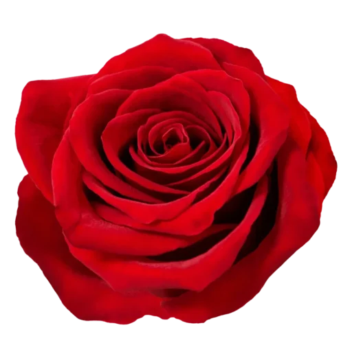 The Sister Tribe icon roos